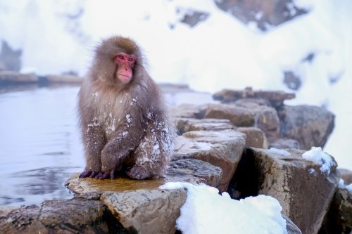 Japanese Snow Monkeys Playing In Hot Springs Nagano Japan