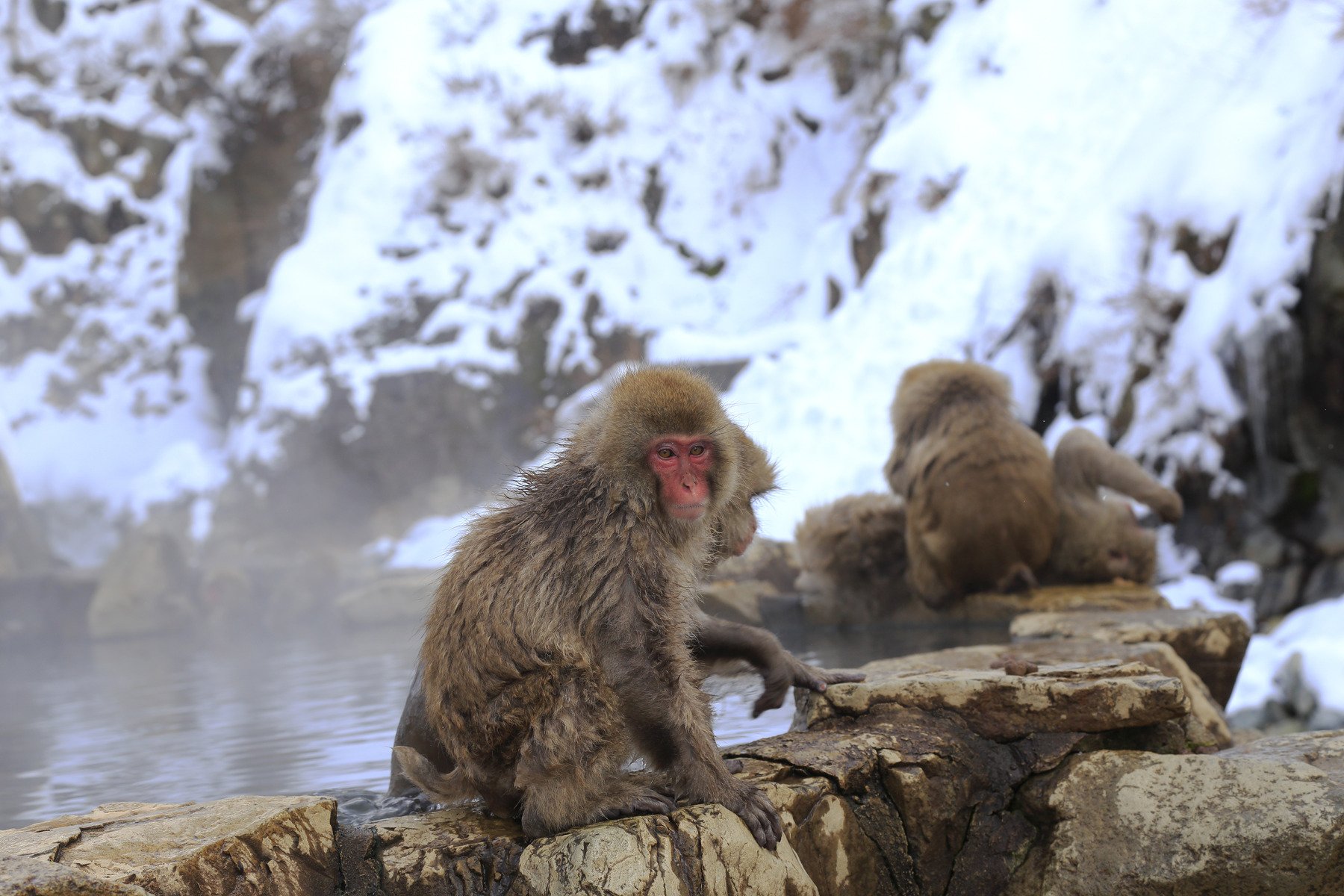 Snow Monkey In Relax Manner In Hot Spring During Winter Season At Jigokudani Monkey Forrest Park, Nagano, Japan