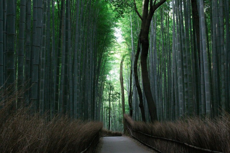 Arashiyama Bamboo Grove, Kyōto-shi, Japan