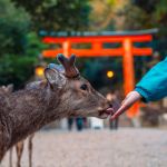 Feeding Wild Deer In Nara Park