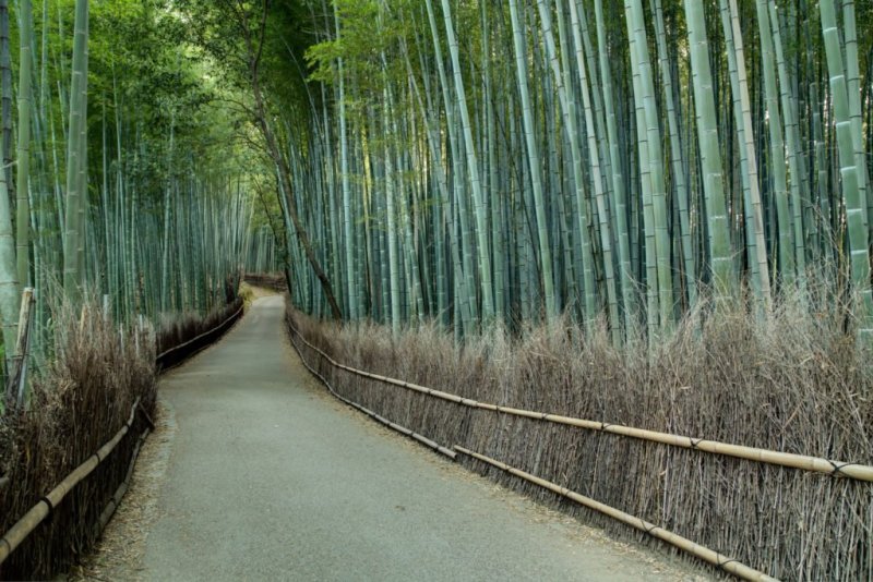Arashiyama Bamboo Grove