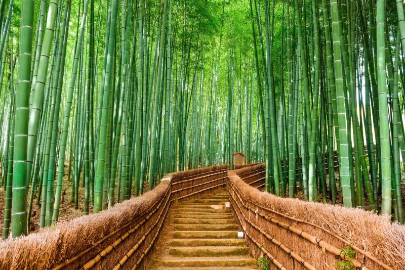 Arashiyama Bamboo Forest