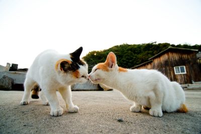 Cat Island Japan