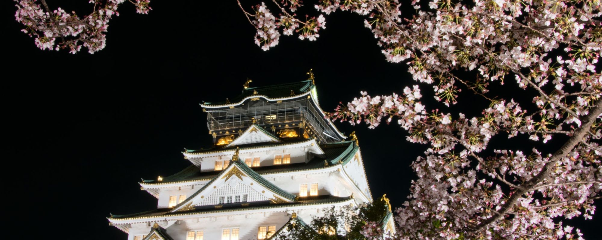 Cherry Blossom Osaka Castle Night