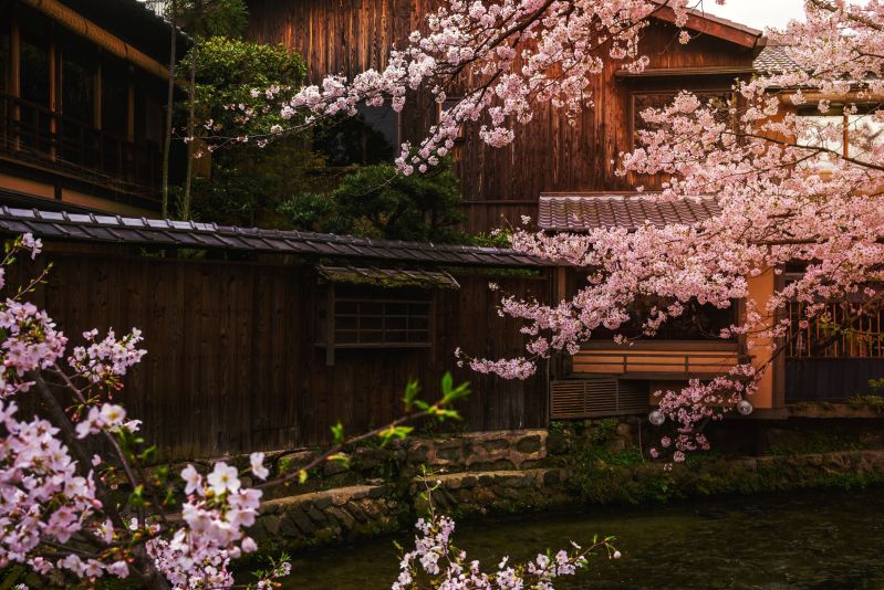 Evening Food Tour Of Kyoto’s Pontocho & Gion Shirakawa - Cherry Blossom By The Shirakawa River In Gion, Kyoto, Japan