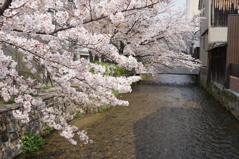 Cherry Blossoms Gion Shirakawa Geisha District