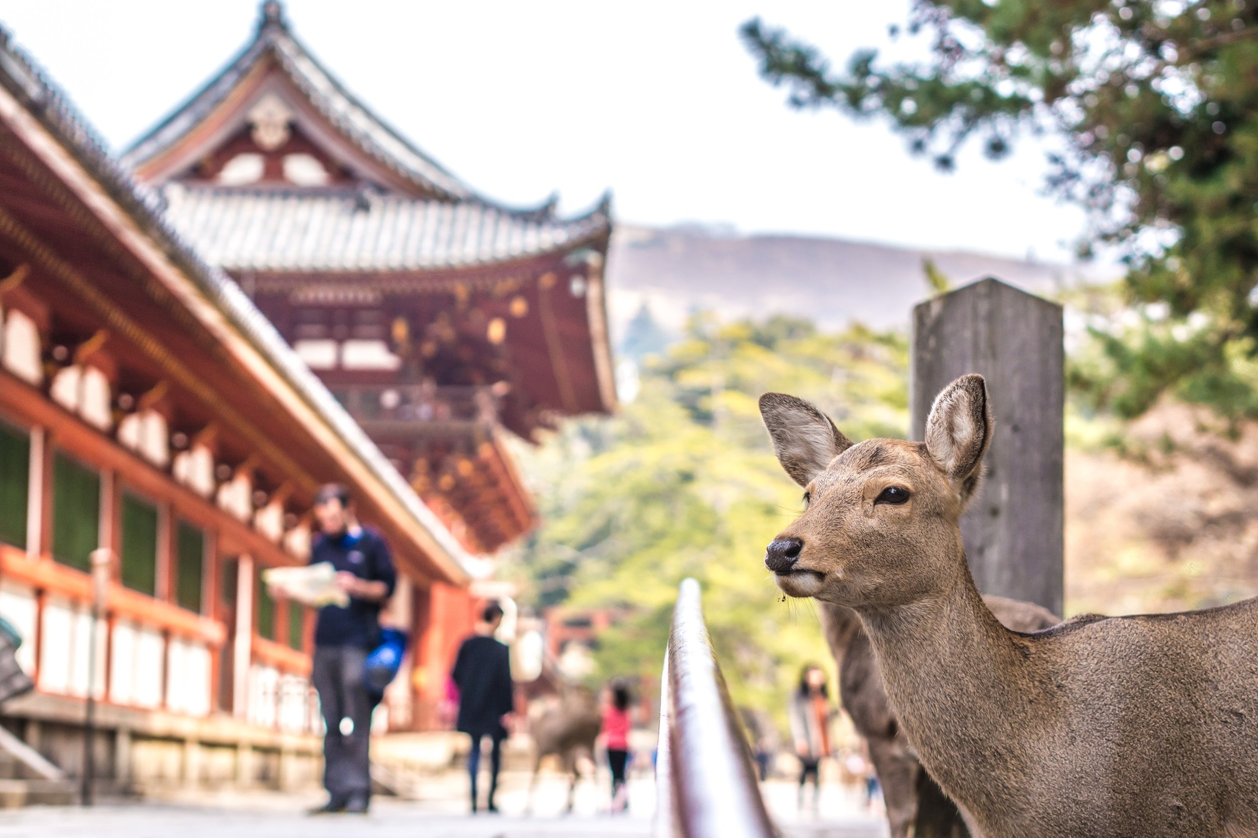 Nara Deer Landscape