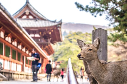 Nara Deer Landscape