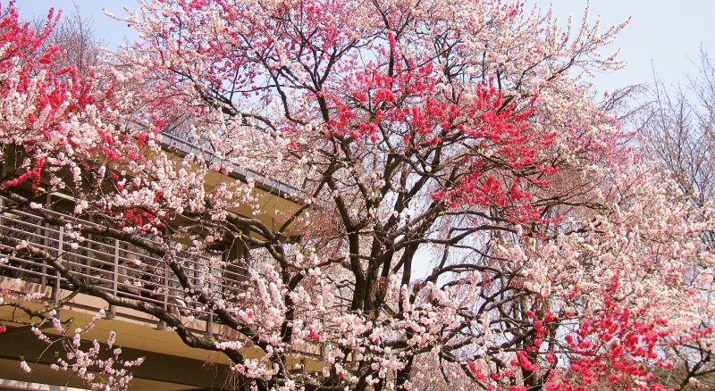 Japan Cherry Blossom Best Of Japan Tours Things To Do