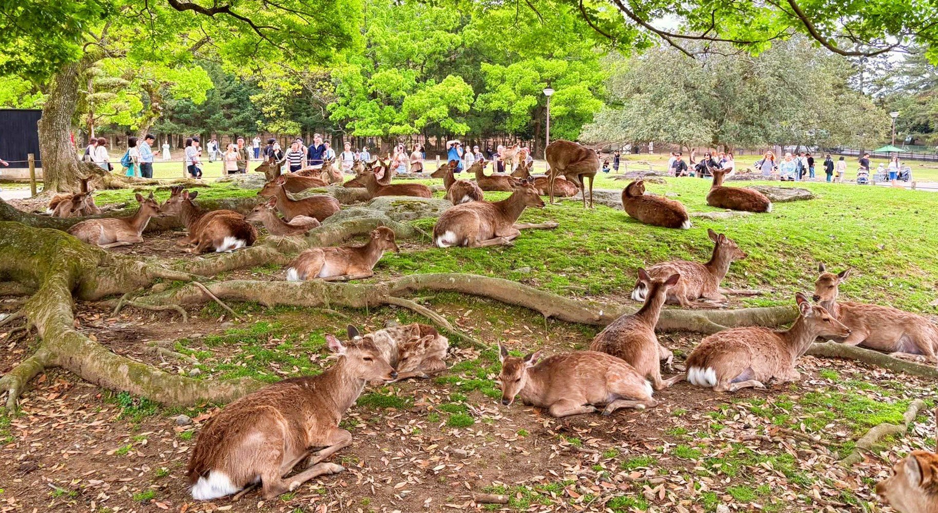 Deer In Nara