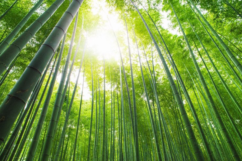Visit The Arashiyama Bamboo Forest On A Guided Tour From Kyoto