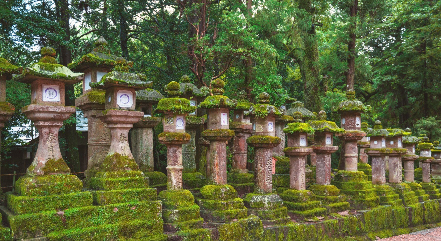 Stone Lanterns At Nara Park