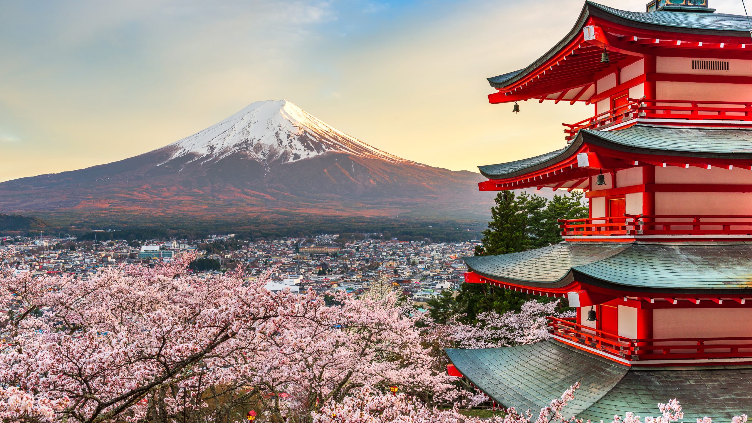 Mount Fuji Cherry Blossom Scaled