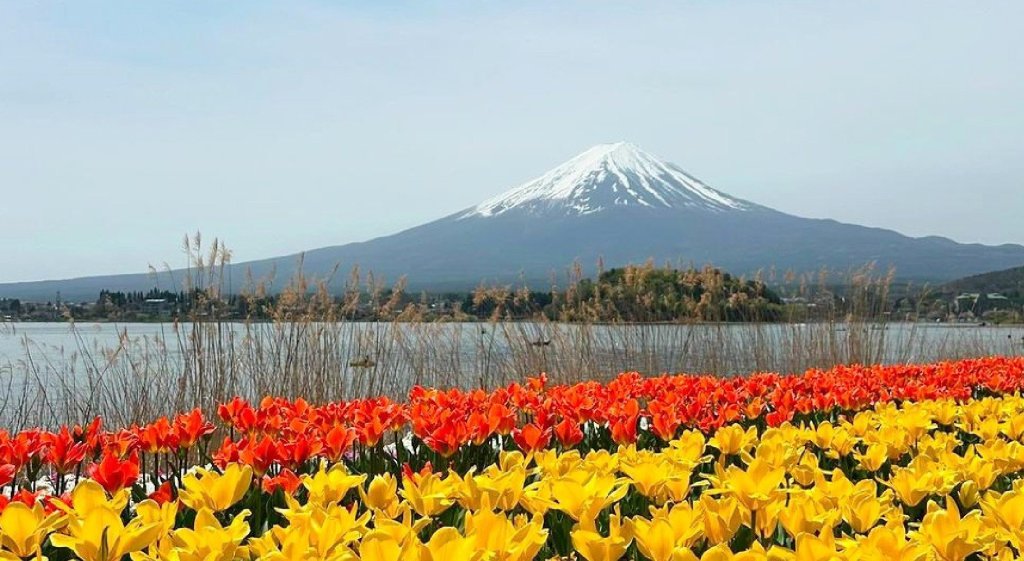 Field Of Yellow Flowers In Japan With Cloudy Blue Skies And Mount Fuji In The Distance