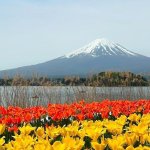 Field Of Yellow Flowers In Japan With Cloudy Blue Skies And Mount Fuji In The Distance
