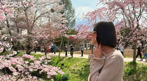 Woman Among Cherry Blossoms In Garden With Mount Fuji In The Background
