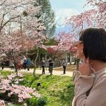 Woman Among Cherry Blossoms In Garden With Mount Fuji In The Background
