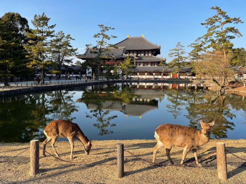 Deer By A Lake In Nara Park Nara Japan