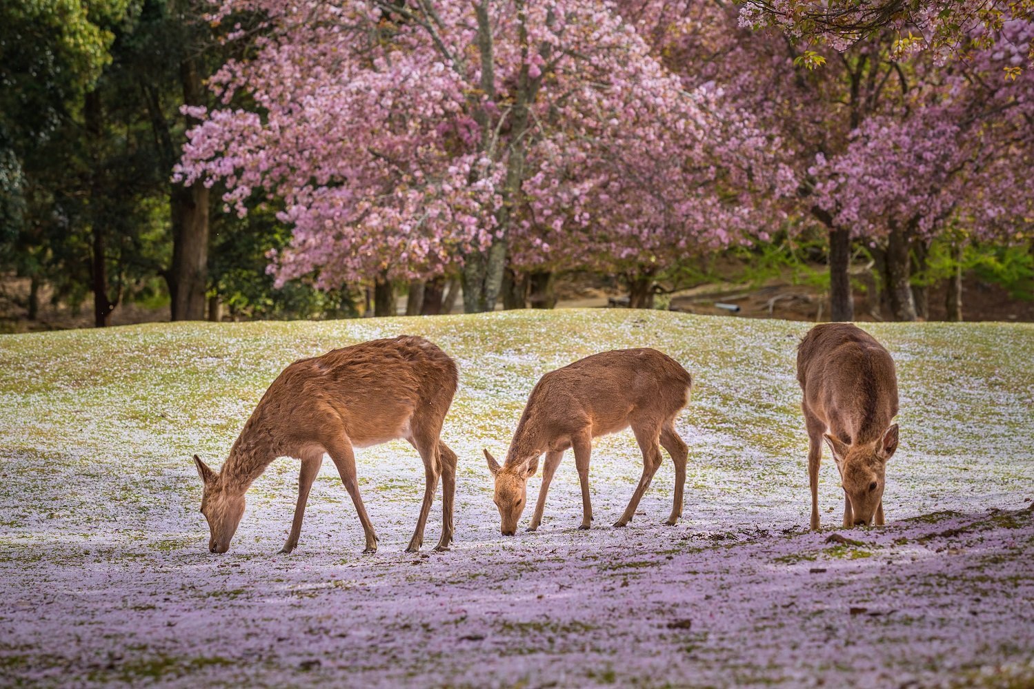 Deer At Nara Park During A Sunny Day In The Cherry Blossom Season, Japan.