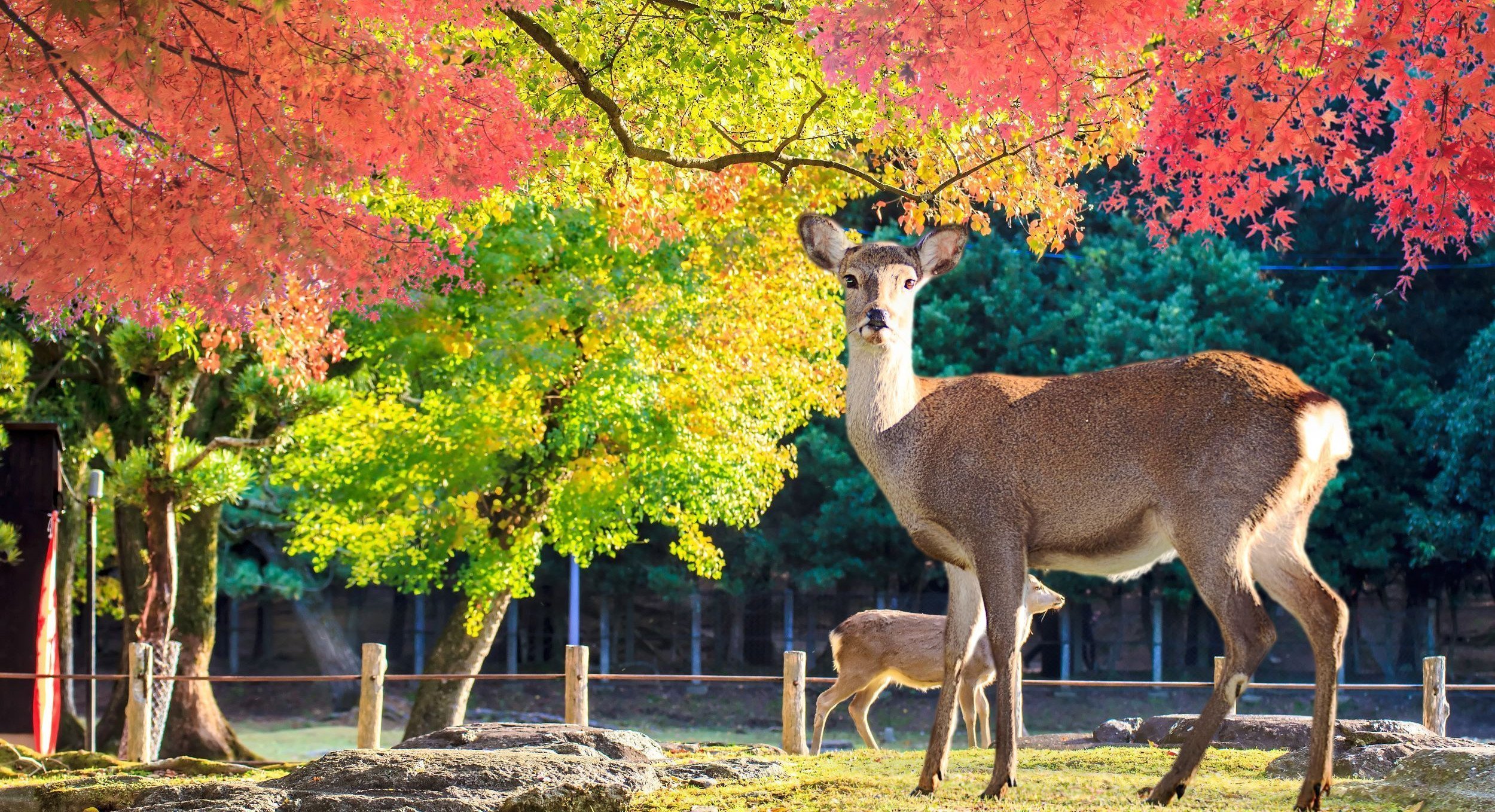 Nara Deer Roam Free In Nara Park