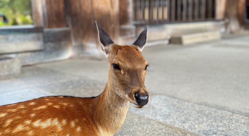 Deer In Nara