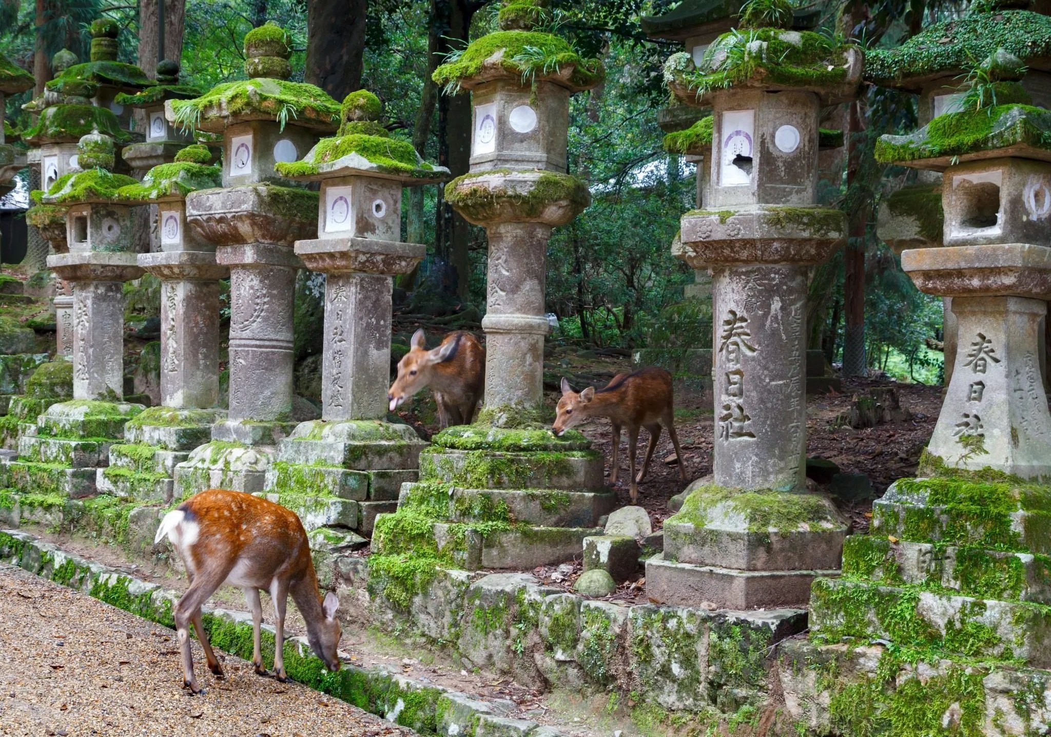 Nara Highlights Tour 3