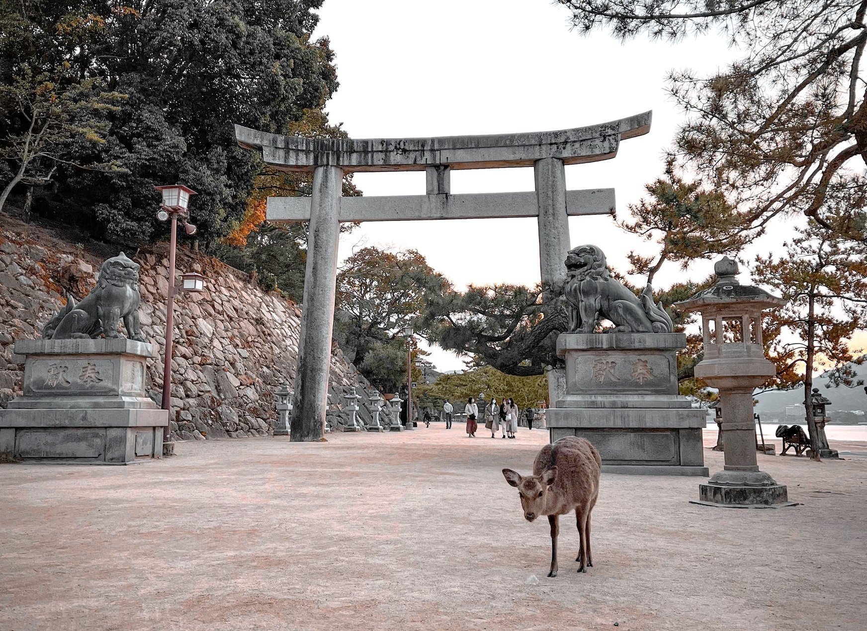 Nara Park Deer