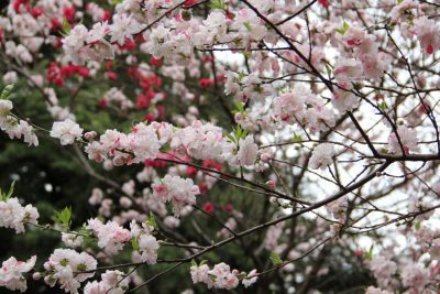 The Famous Cherry Blossom In Japan’s