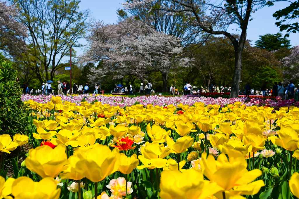 showa day golden week