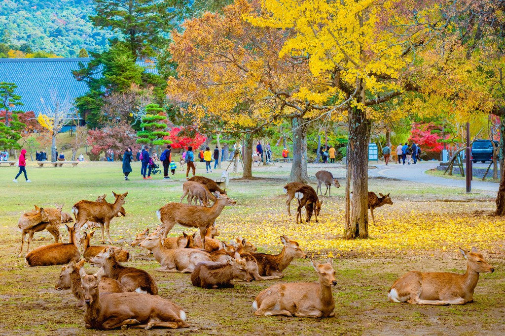 nara day trip deer