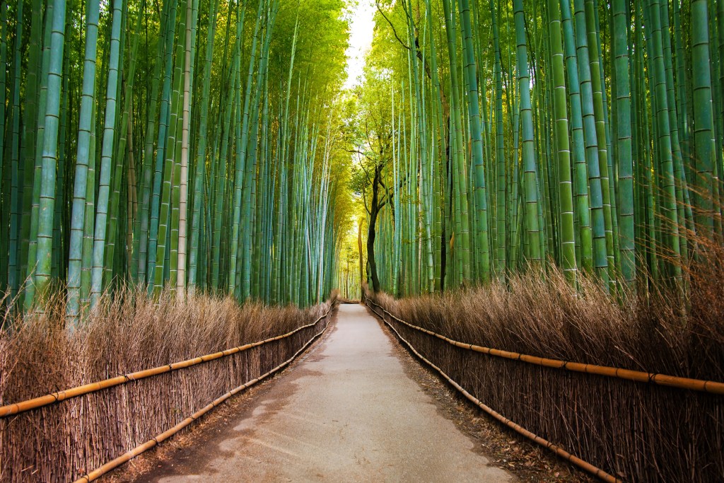 arashiyama bamboo forest kyoto
