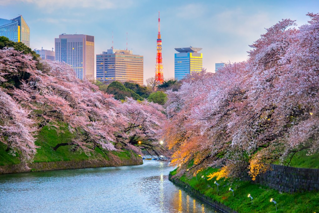 tokyo cherry blossoms parks