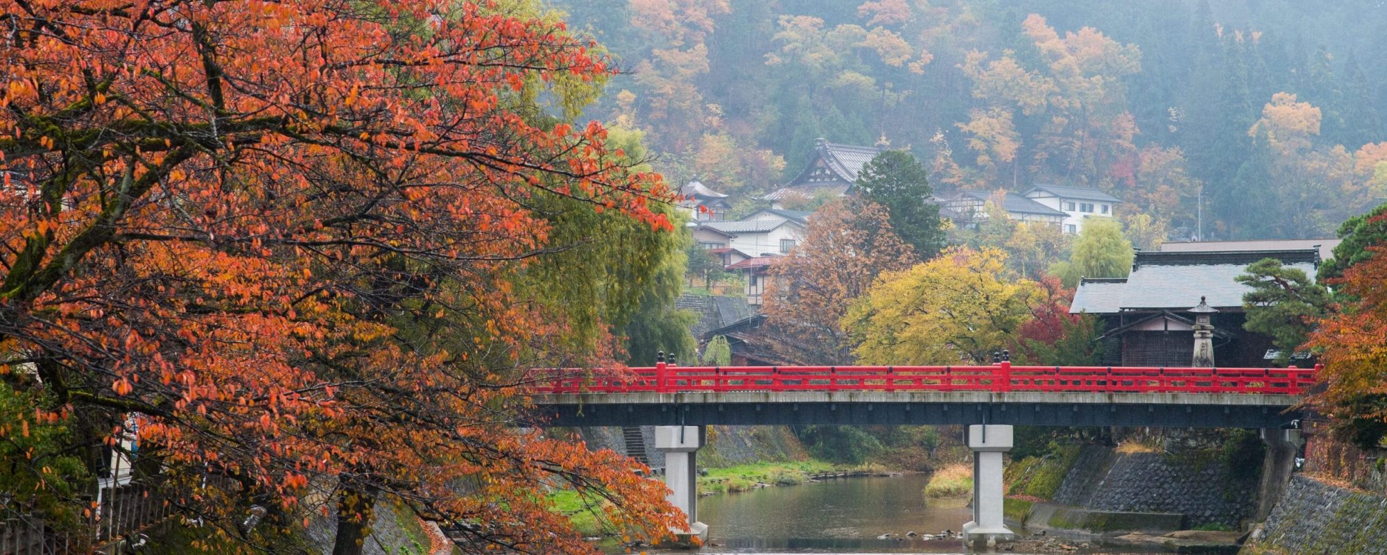 Nakabashi Bridge Takayama Cherry Blossom Trees