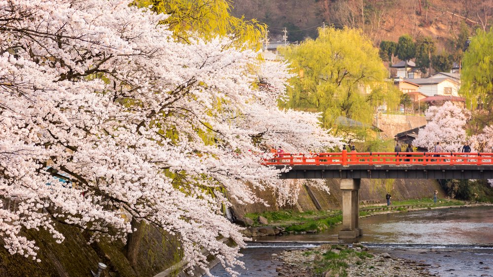 Red Nakabashi Bridge In Takayama With Cherry Blossom Trees