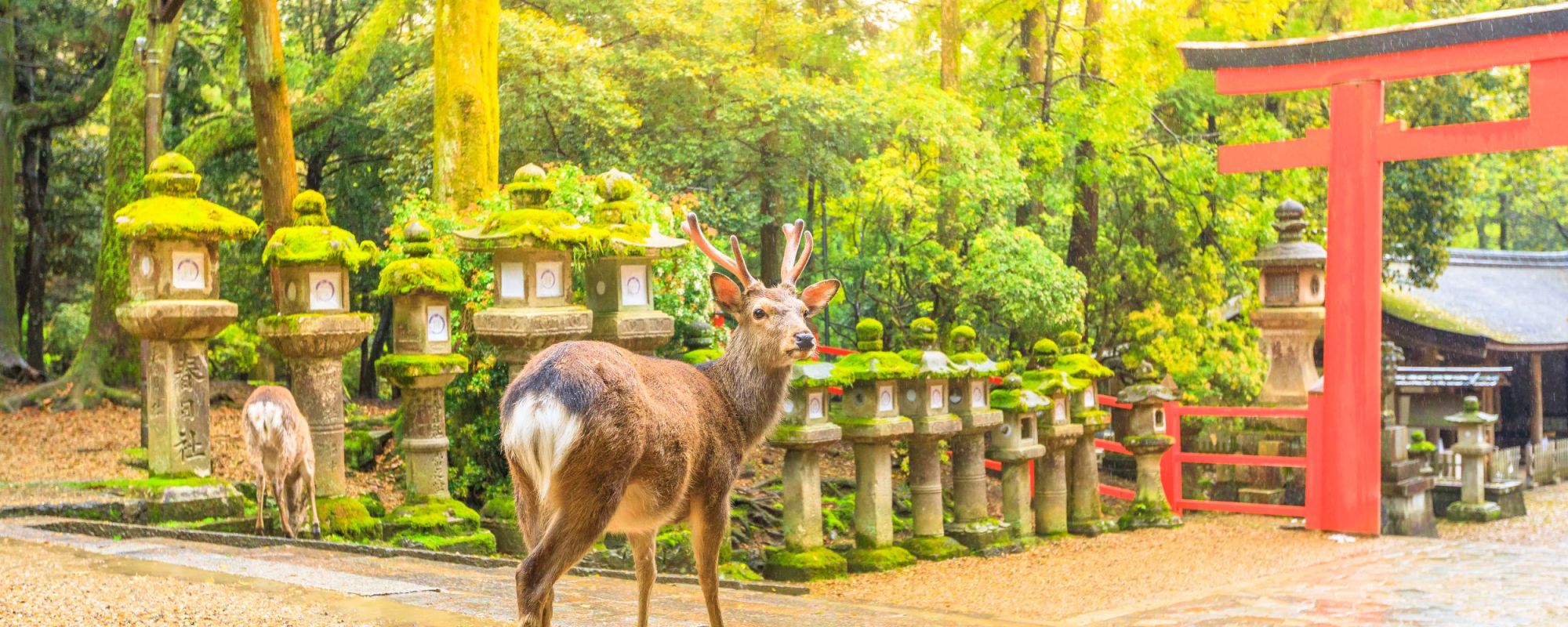 Wild Deer In Nara Park - 8 Day Best Of Japan Tour Package