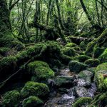 What To Do In Yakushima Hiking In Yakushima